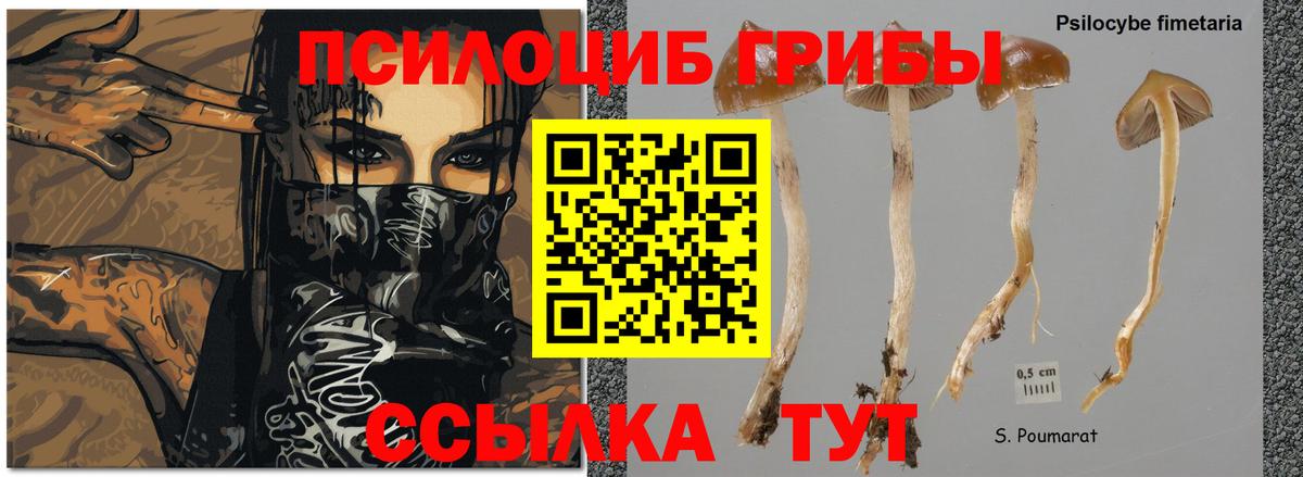 Галлюциногенные грибы Psilocybine cubensis  Вход с VPN  Екатеринбург 